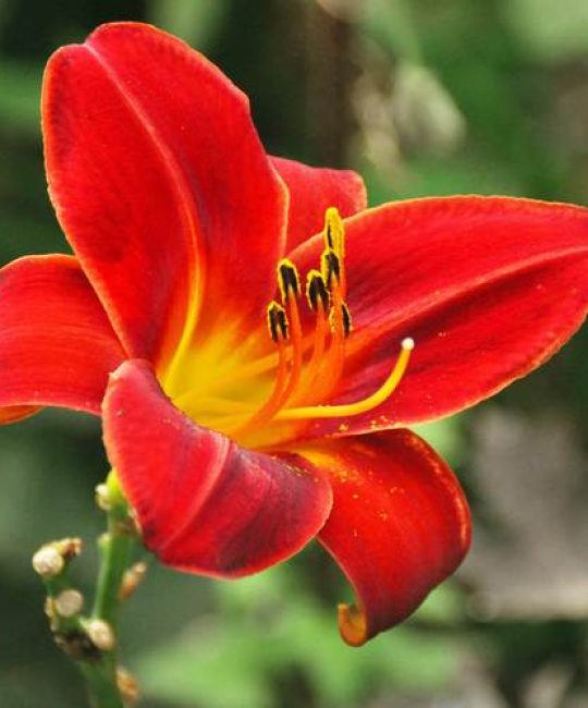 萱草花是百合花吗？一文读懂其身份与养护全攻略