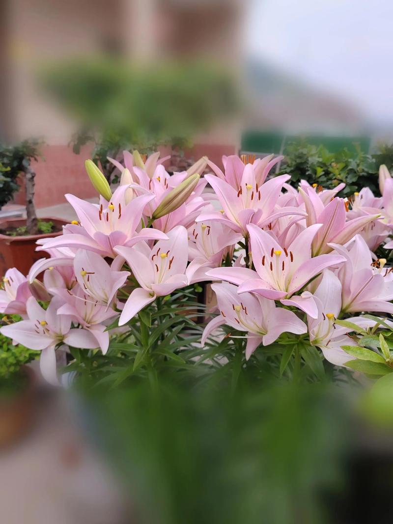修剪促花系统指导