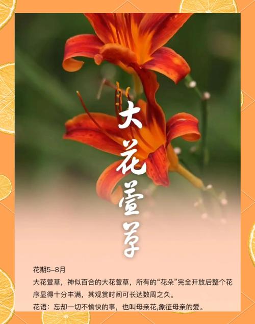 盆栽/地栽选择决策