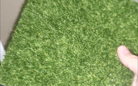 马尼拉草皮价格一平米多少钱？2025年最新报价参考