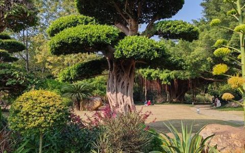 中国名贵树木品种全解析：金丝楠木、黄花梨与紫檀的对比与鉴别