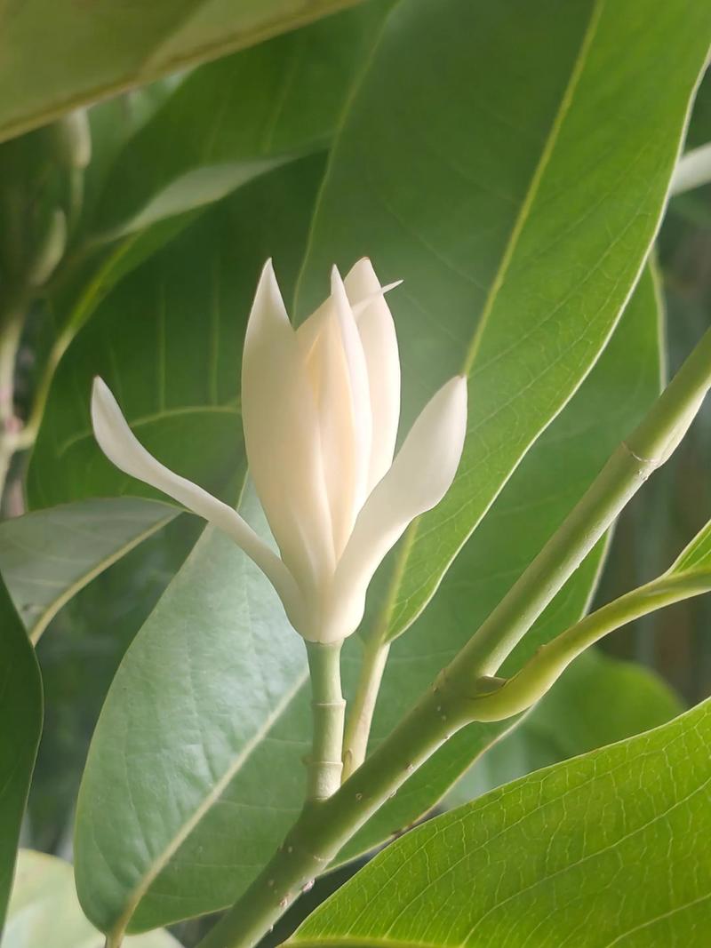 白兰花和白玉兰的区别与鉴别:树形、养护及选购指南 白兰花和白玉兰的区别与鉴别:树形、养护及选购指南