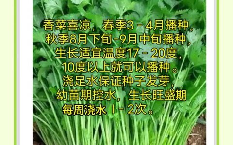 菜种子如何种？从准备到出苗的完整操作指南
