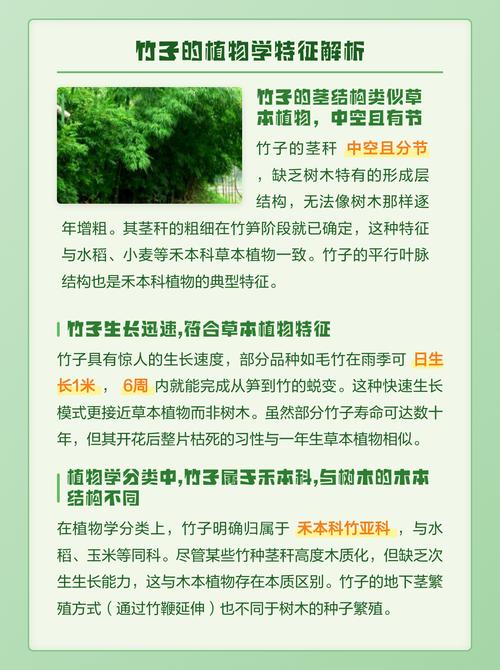 为什么竹子是草?解开植物学中的误会与园艺玄机 四、园艺启示:以养草的方式养竹