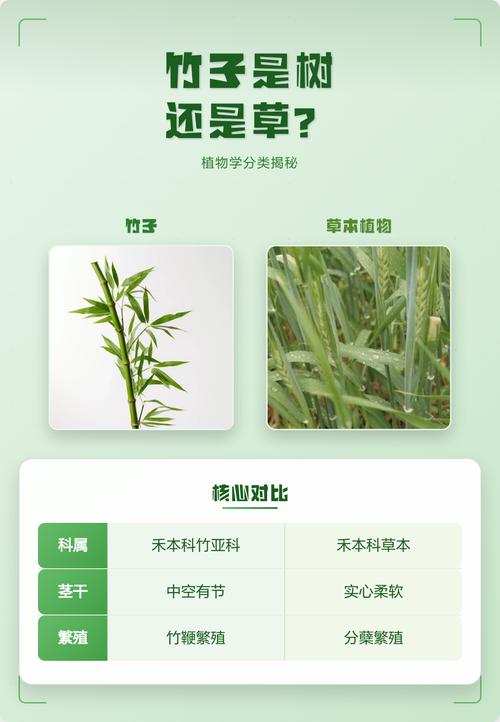 为什么竹子是草?解开植物学中的误会与园艺玄机 五、结语