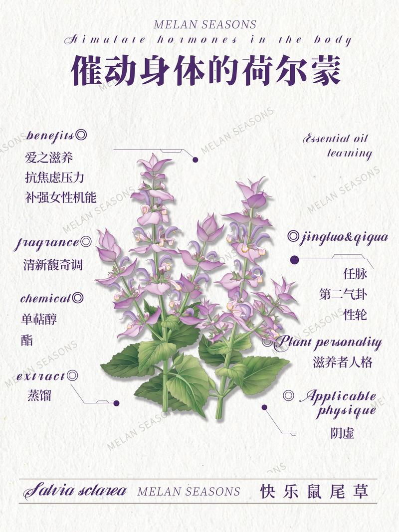 鼠尾草怎么种?从选时到成活的完整种植指南 鼠尾草怎么种?从选时到成活的完整种植指南
