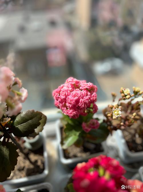 什么植物会开花又好养?10种懒人也能养爆花的阳台植物推荐 促花养护步骤:懒人操作指南
