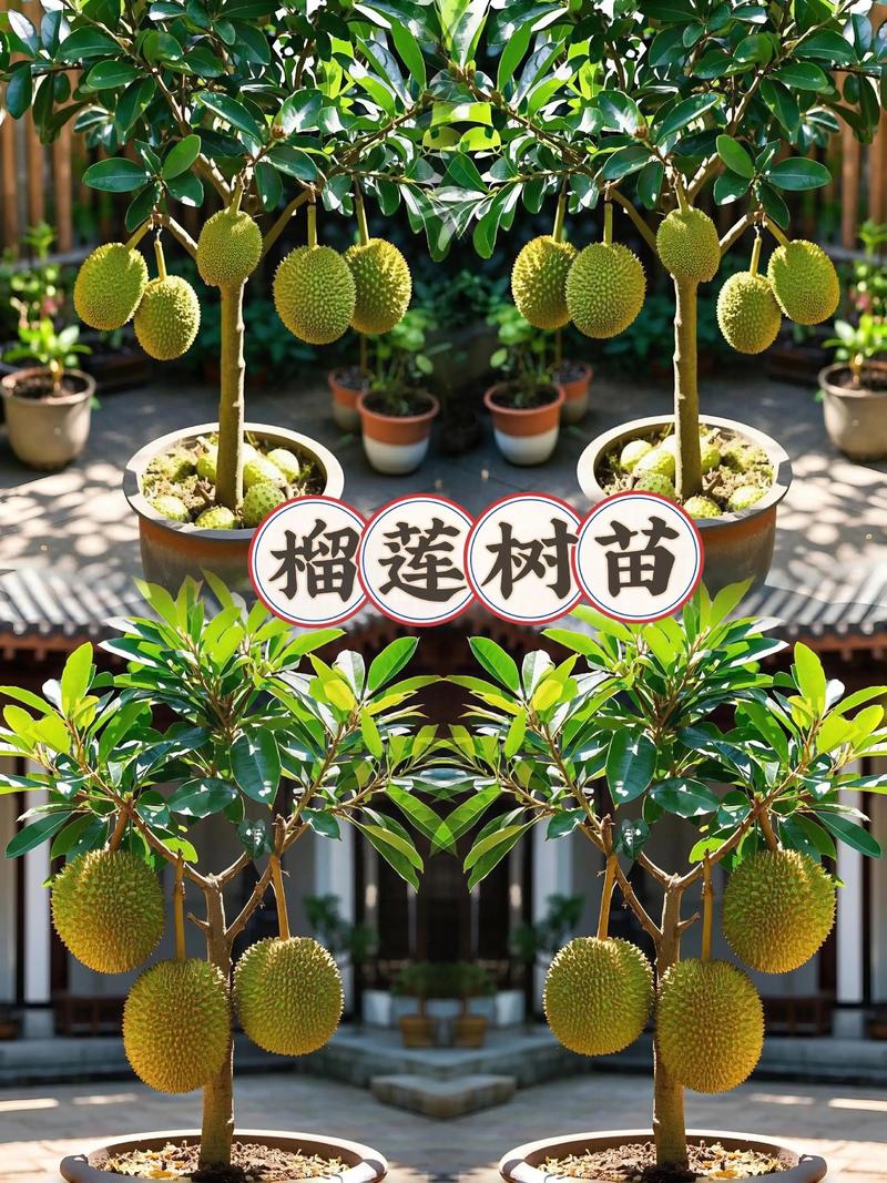 榴莲怎么种植盆栽:家庭盆栽榴莲完整操作指南 四、栽植深度