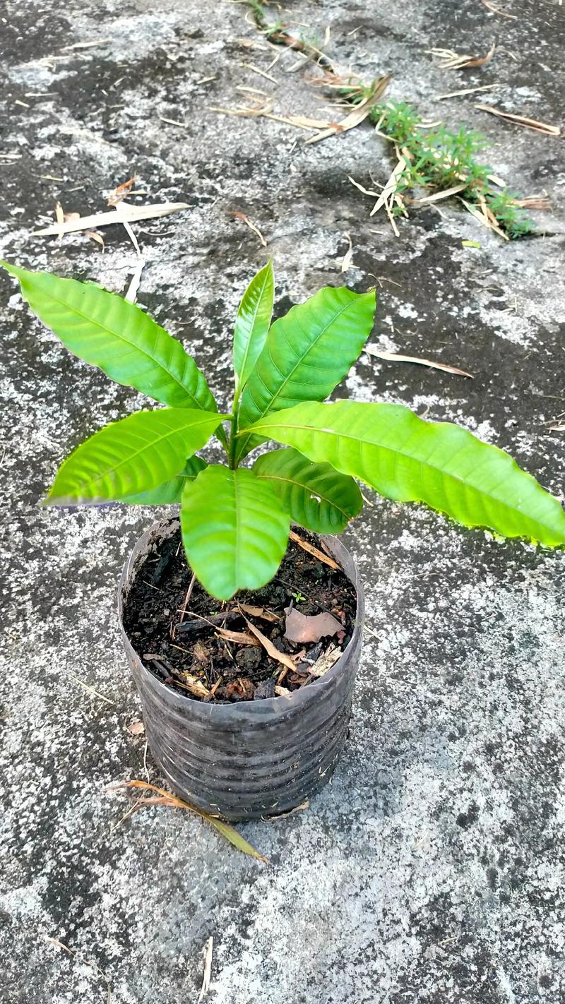 榴莲怎么种植盆栽:家庭盆栽榴莲完整操作指南 二、土壤环境
