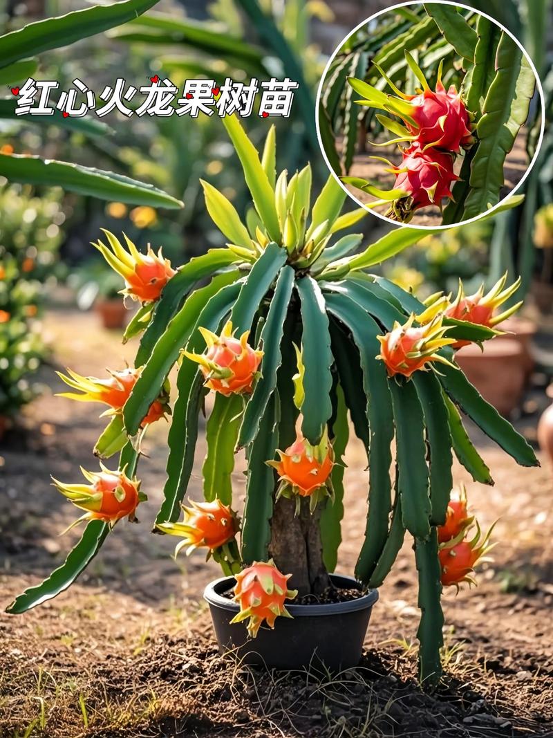 四、栽植深度