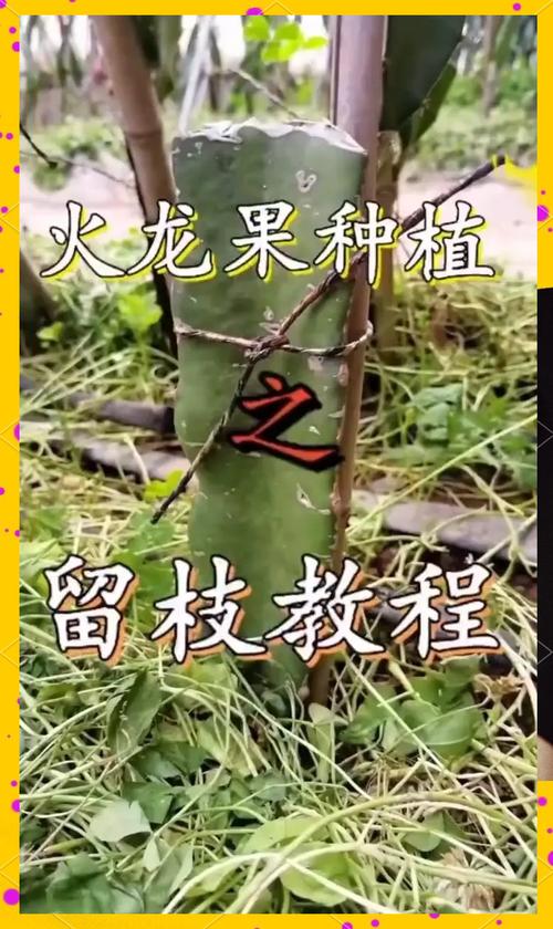 七、成活注意事项