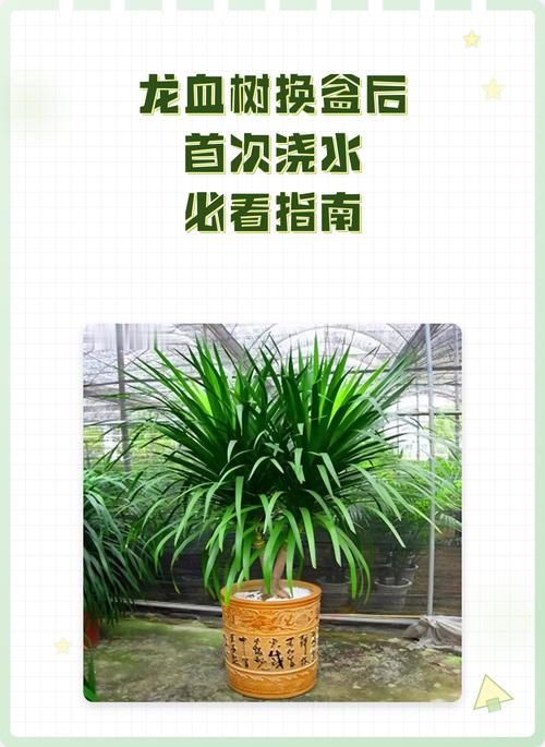 千年龙血树家庭养护全攻略:从浇水到换盆的实用指南 越冬越夏:冬季防寒控水,夏季遮阴通风