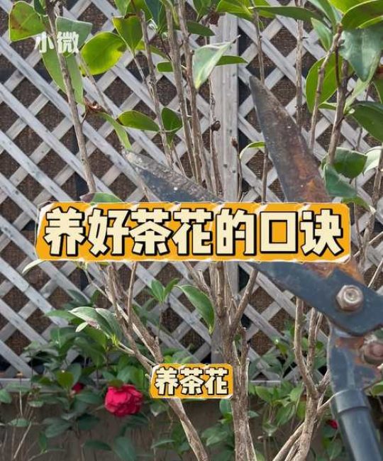 茶叶茶可以浇花吗？园艺达人的正确用法与注意事项