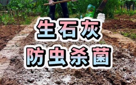 土壤变酸的6种方法：家庭园艺改良指南