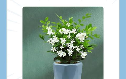 九里香养护全攻略：从浇水到换盆，让你的九里香四季飘香