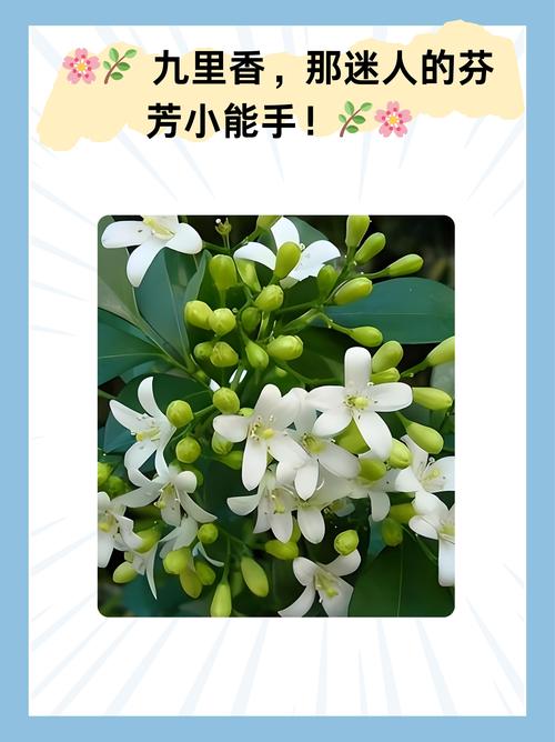 九里香养护全攻略:从浇水到换盆,让你的九里香四季飘香 施肥:九里香适合用氮磷钾均衡的复合肥,孕蕾期增施磷钾肥