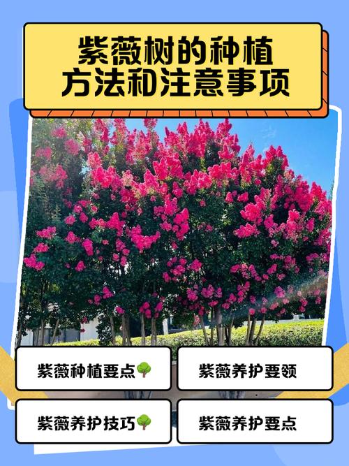 紫薇树适合什么土壤?酸碱度、配比与盆栽地栽全指南 常见误区与纠正