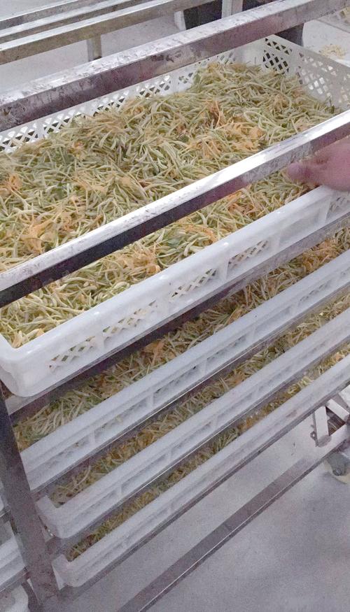 金银花用什么烘干?详解四种高效烘干方法及注意事项 方法三:微波烘干(快速应急法)