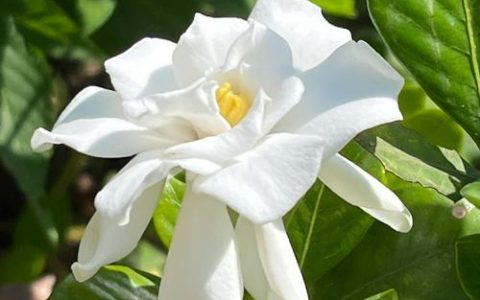 栀子花什么季节开花？花期养护与促花全攻略