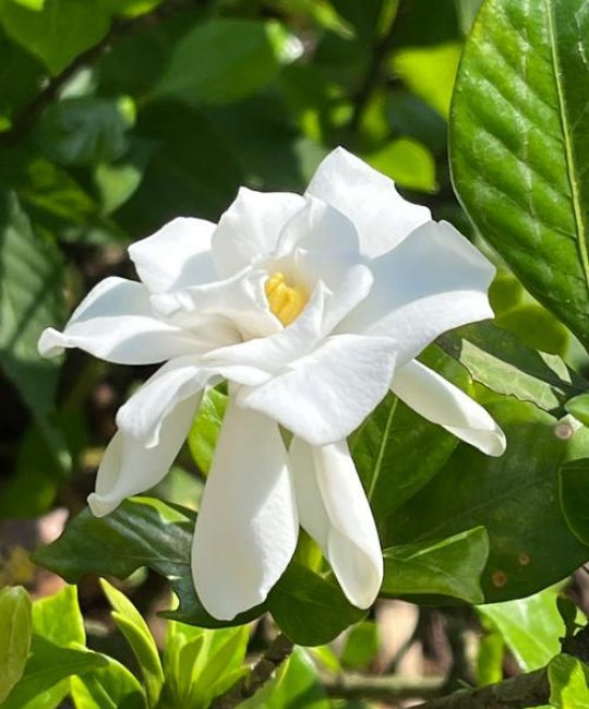 栀子花什么季节开花？花期养护与促花全攻略