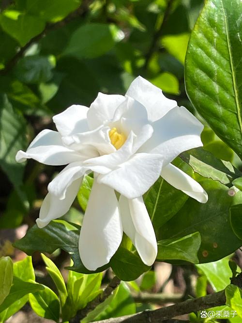 栀子花什么季节开花?花期养护与促花全攻略 栀子花什么季节开花?花期养护与促花全攻略