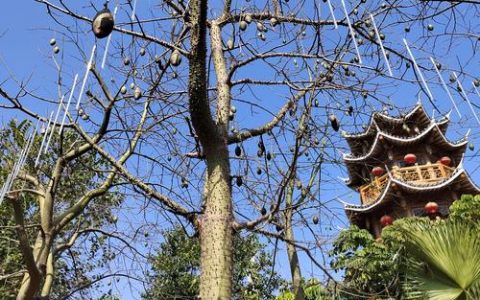 花椒树断子绝孙的预兆与科学种植禁忌解析