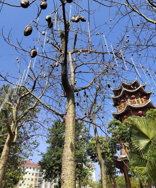 花椒树断子绝孙的预兆与科学种植禁忌解析
