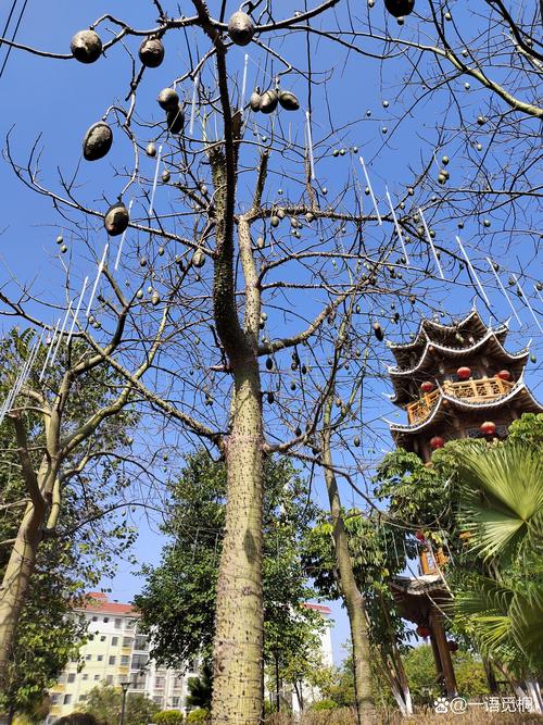 花椒树断子绝孙的预兆与科学种植禁忌解析 花椒树断子绝孙的预兆与科学种植禁忌解析