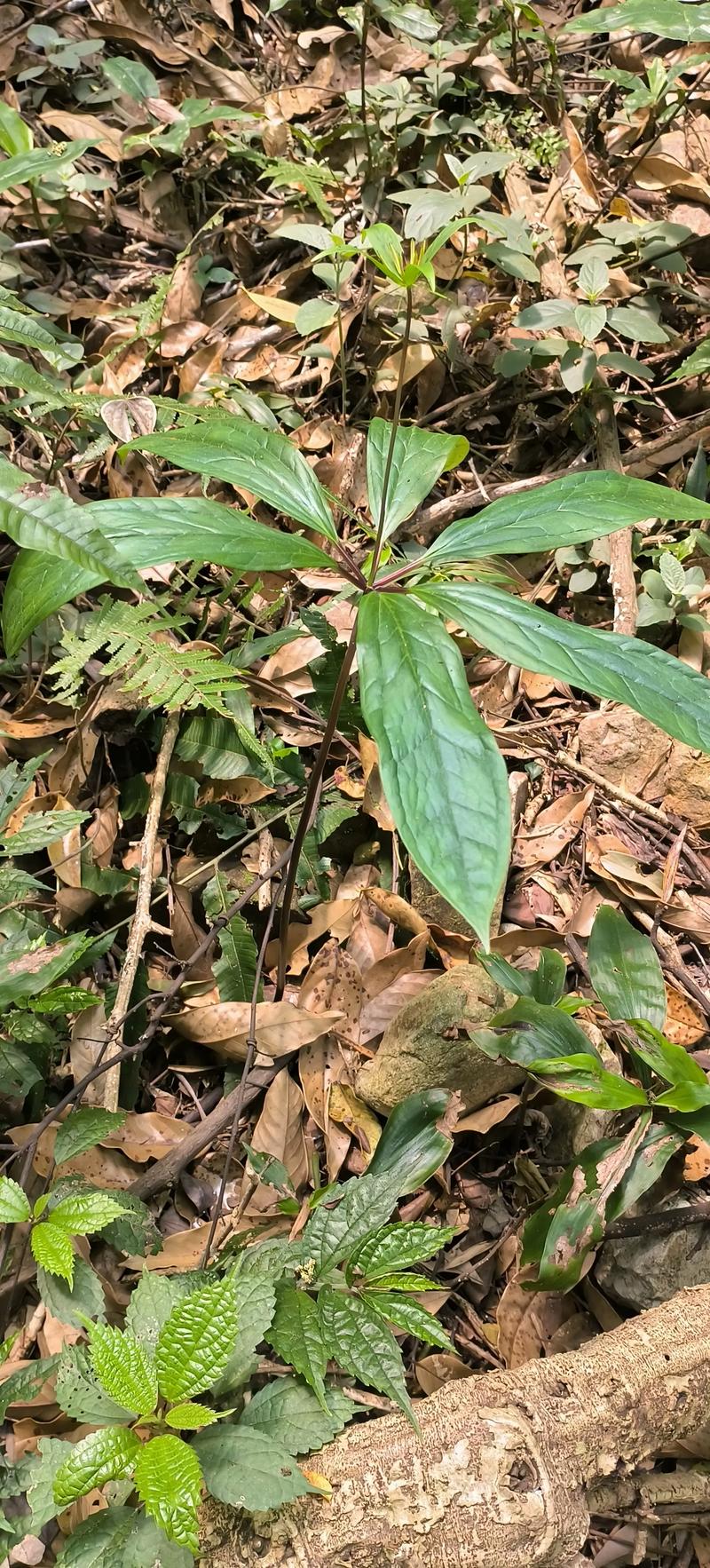 七叶一枝花怎么样?园艺与药用兼备的珍稀植物种植指南 一、七叶一枝花的形态与生长习性
