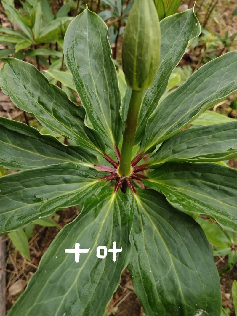 七叶一枝花怎么样?园艺与药用兼备的珍稀植物种植指南 二、七叶一枝花的种植要点