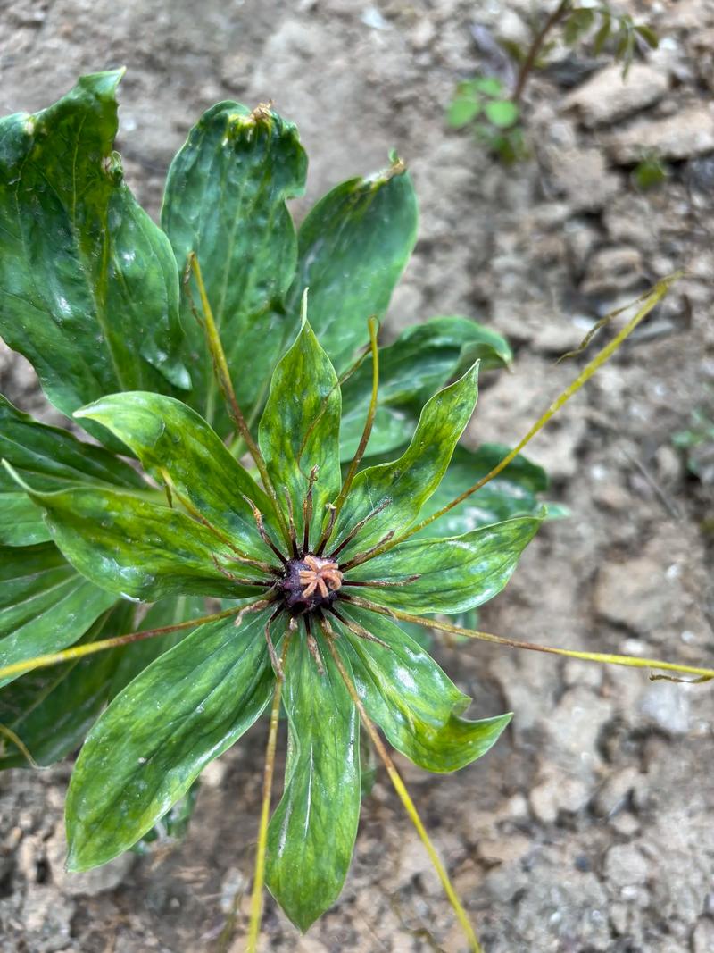 七叶一枝花怎么样?园艺与药用兼备的珍稀植物种植指南 四、常见问题与注意事项