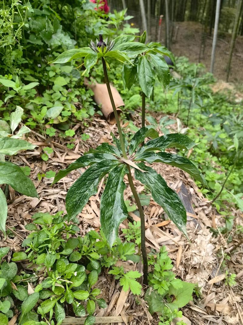 七叶一枝花怎么样?园艺与药用兼备的珍稀植物种植指南 结语