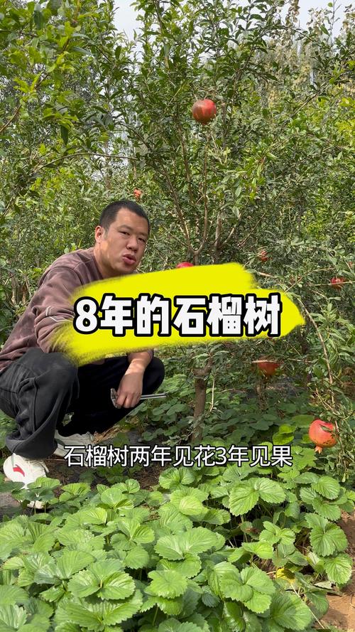 石榴树几年结果?品种、结果年限与种植管理全攻略 石榴树几年结果?品种、结果年限与种植管理全攻略
