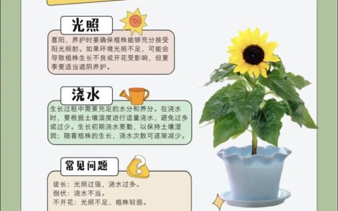 向日葵园艺指南：从播种到压榨，自制健康凉拌油