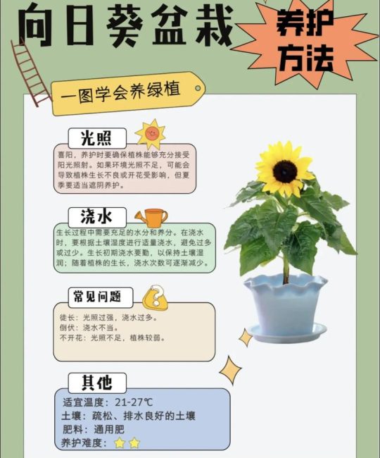 向日葵园艺指南：从播种到压榨，自制健康凉拌油