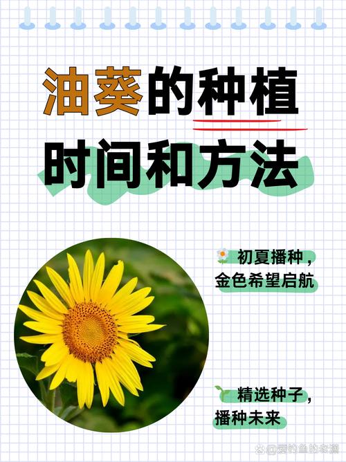 向日葵园艺指南:从播种到压榨,自制健康凉拌油 二、播种育苗:温度与时节是关键