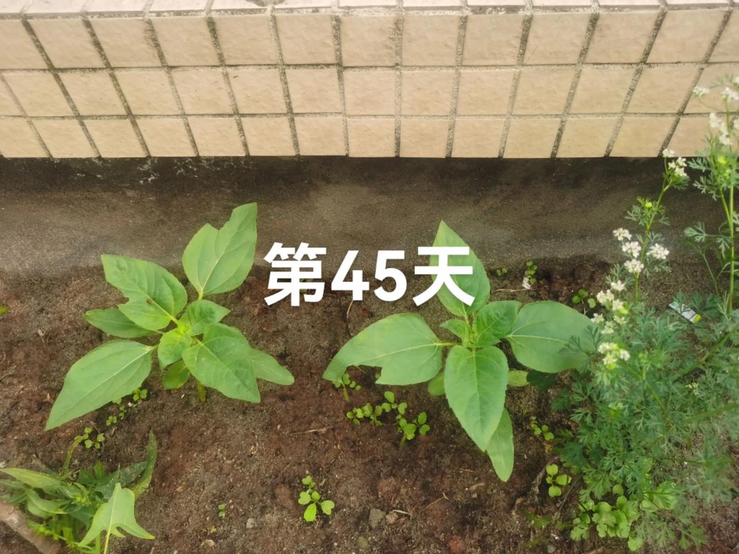 向日葵园艺指南:从播种到压榨,自制健康凉拌油 一、品种选择:为榨油和观赏不同目标