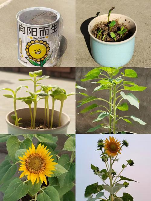 向日葵园艺指南:从播种到压榨,自制健康凉拌油 七、压榨葵花籽油拌凉菜实操