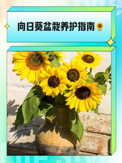 向日葵园艺指南:从播种到压榨,自制健康凉拌油 八、结语