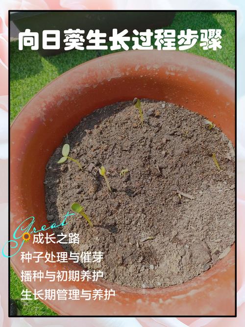 向日葵园艺指南:从播种到压榨,自制健康凉拌油 六、家庭压榨葵花籽油