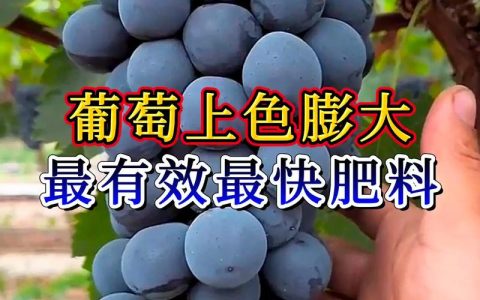 葡萄施肥全攻略：什么肥料好？各阶段如何科学配比？