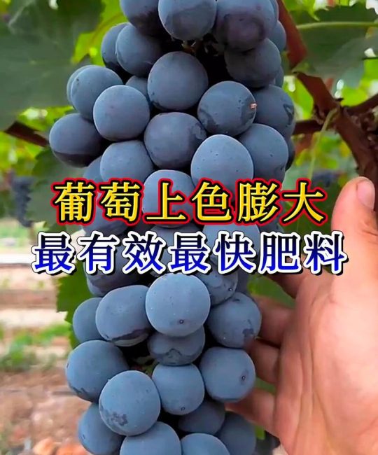 葡萄施肥全攻略：什么肥料好？各阶段如何科学配比？