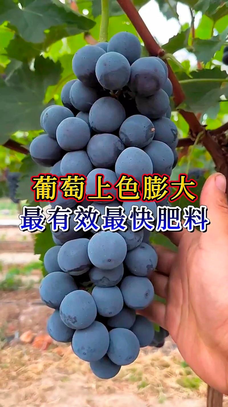 葡萄施肥全攻略:什么肥料好?各阶段如何科学配比? 葡萄施肥全攻略:什么肥料好?各阶段如何科学配比?