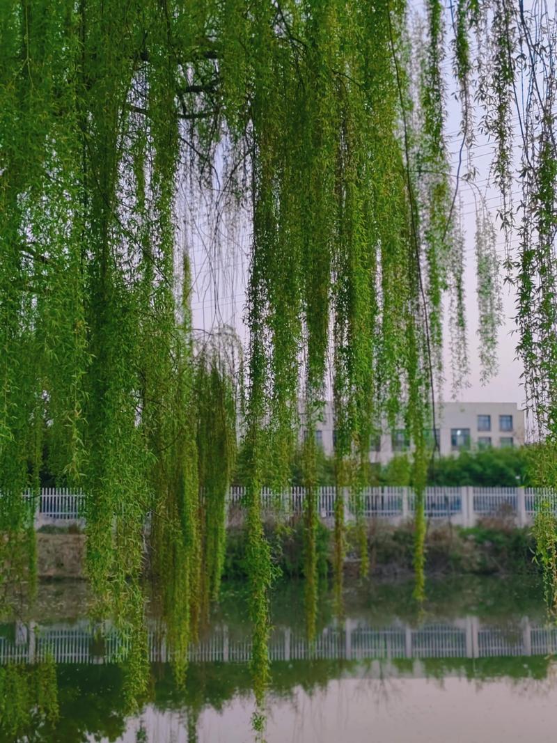 从“碧玉妆成一树高”看柳树的诗意与园艺之美 二、把柳条比作“丝绦”——那是枝条柔长的姿态