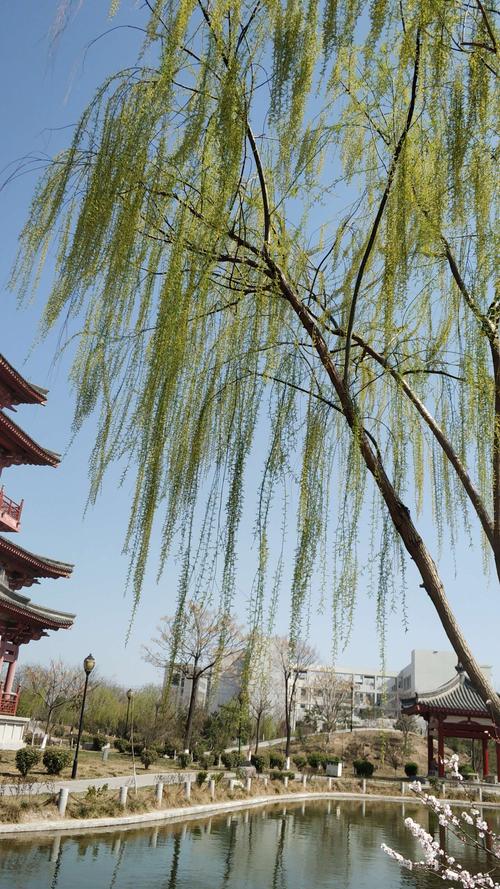从“碧玉妆成一树高”看柳树的诗意与园艺之美 四、柳树的园艺价值与养护要点