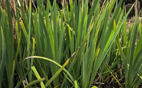 鸢尾是水生植物吗？挺水、湿生与旱生品种全解析与池塘应用指南