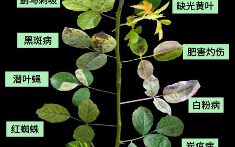 月季花叶长锈斑是怎么回事？专业诊断与防治全攻略
