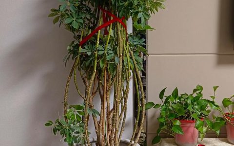 鸭脚发财树扦插必修课：选对品种与基质，成活率可从30%提升至85%