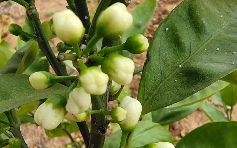 盆栽桔树开花后需要授粉吗？手把手教你提高坐果率
