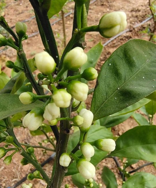 盆栽桔树开花后需要授粉吗？手把手教你提高坐果率